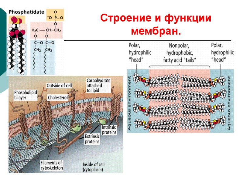 Строение и функции мембран.